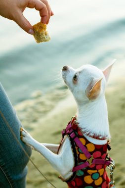 Arka ayakları üzerinde Chihuahua köpek duran