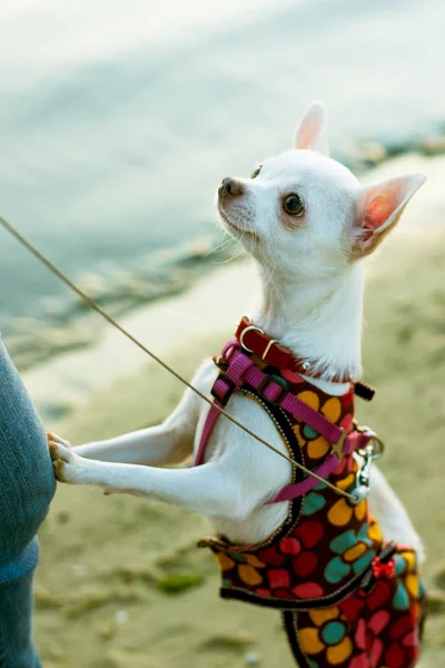 Chihuahua perro de pie sobre sus patas traseras — Foto de Stock