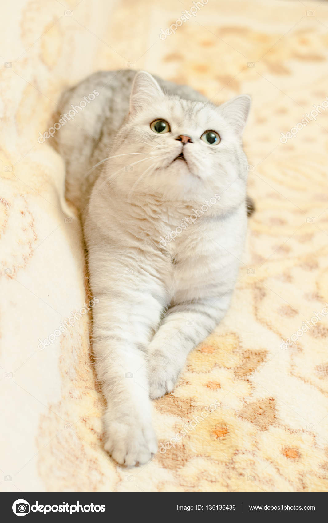 Gatto Di Razza British Shorthair Foto Stock Mikhasik 135136436