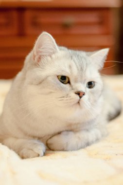 Kedi Britanya ile ilgili stenografi doğurmak