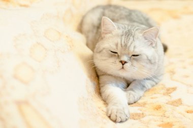 Kedi Britanya ile ilgili stenografi doğurmak