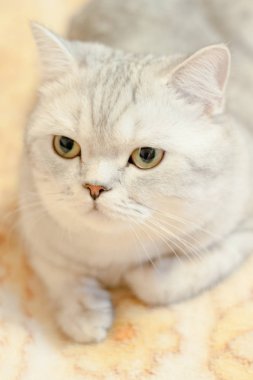 Kedi Britanya ile ilgili stenografi doğurmak