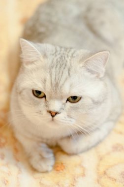 Kedi Britanya ile ilgili stenografi doğurmak