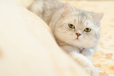 Kedi Britanya ile ilgili stenografi doğurmak