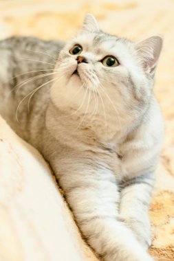 Kedi Britanya ile ilgili stenografi doğurmak