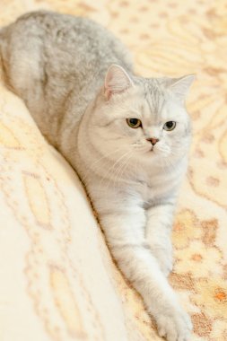 Kedi Britanya ile ilgili stenografi doğurmak