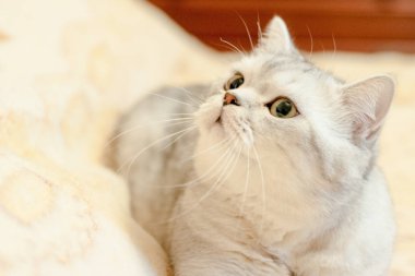 Kedi Britanya ile ilgili stenografi doğurmak