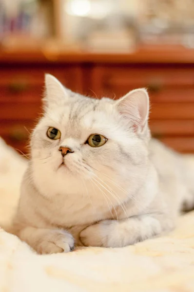 英国短毛猫品种的猫 — 图库照片