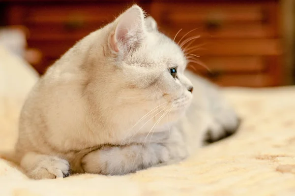 Gato Britânico raça Shorthair — Fotografia de Stock