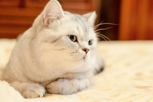 Cat British Shorthair breed — Stock Photo, Image