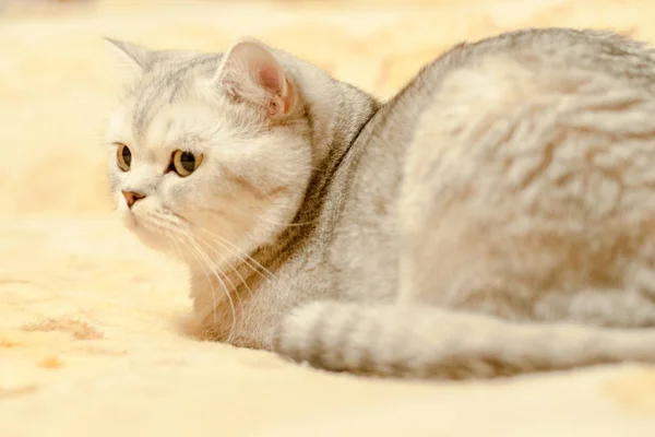 고양이 영국 쇼트헤어 품종 — 스톡 사진