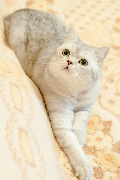 Gato Britânico raça Shorthair — Fotografia de Stock