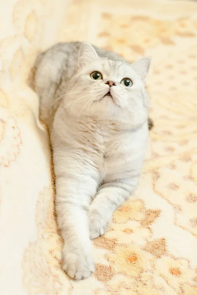 Katze Britisch Kurzhaar Rasse — Stockfoto