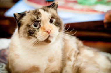 kedi doğurmak-in lop-eared yakın çekim