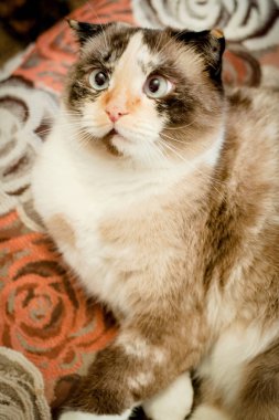 kedi doğurmak-in lop-eared yakın çekim