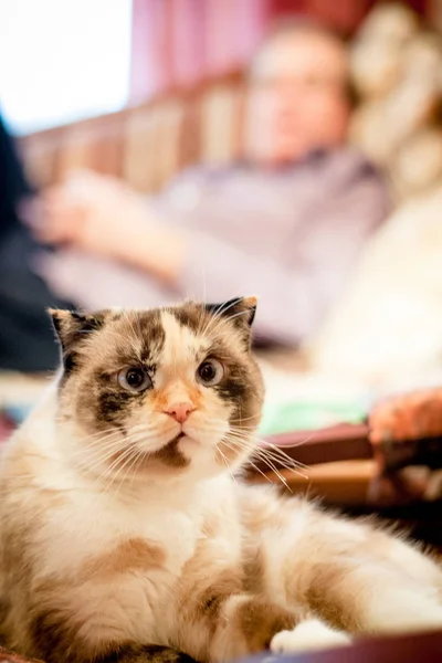 Chat de race à oreilles nues sur un fond d'hommes — Photo