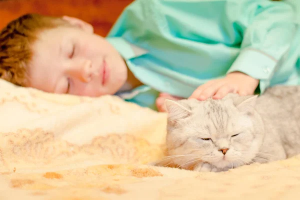 Raça gato Britânico Shorthair com um menino — Fotografia de Stock