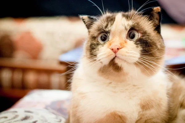 Chat race de lop-oreilles gros plan — Photo