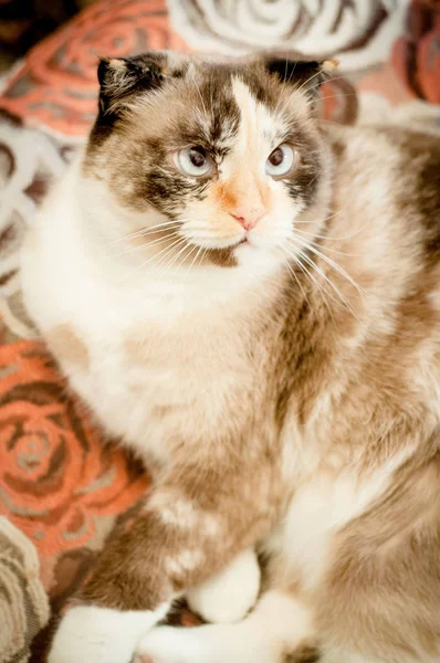 Cat breed of lop-eared close up — Stock Photo, Image