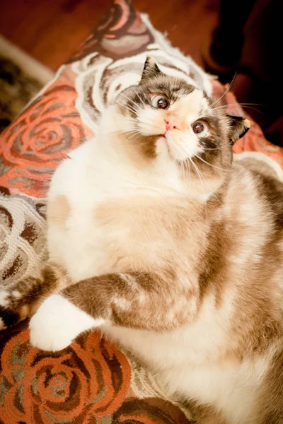 スコティッシュフォールドの猫の品種をクローズ アップ — ストック写真