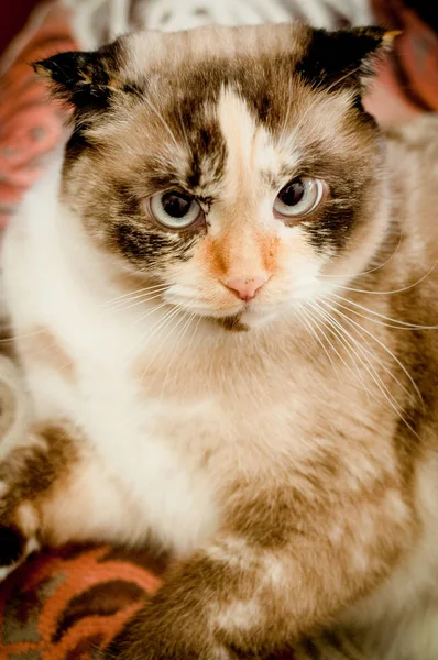 Cat breed of lop-eared close up — Stock Photo, Image