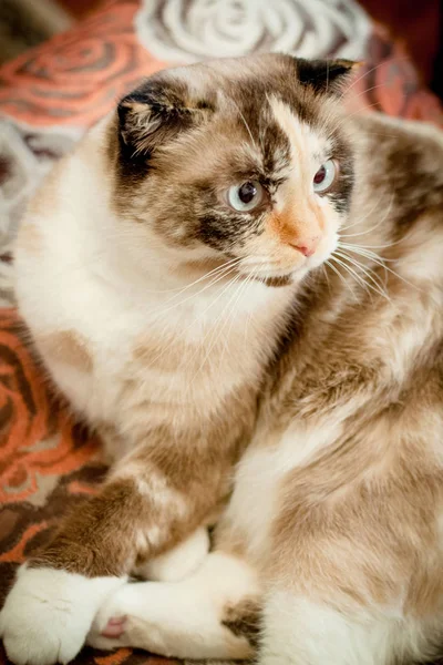 Cat breed of lop-ear close up — стоковое фото