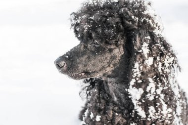 Siyah fino köpeği karda