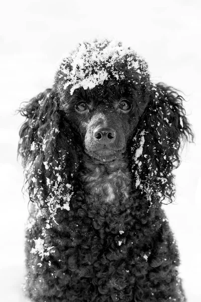 Siyah fino köpeği karda — Stok fotoğraf