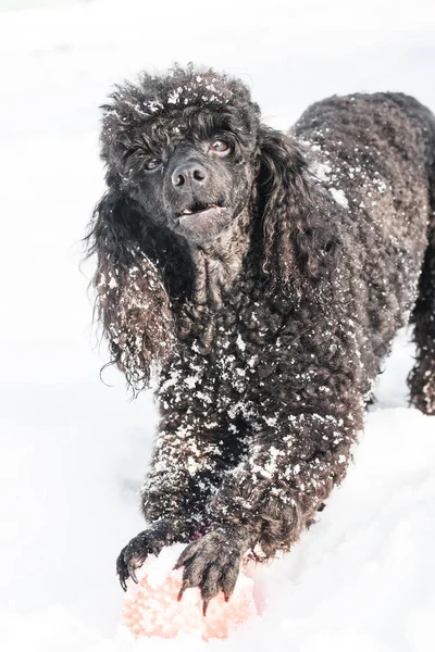 Černý pudl sněhu s červeným míčem — Stock fotografie
