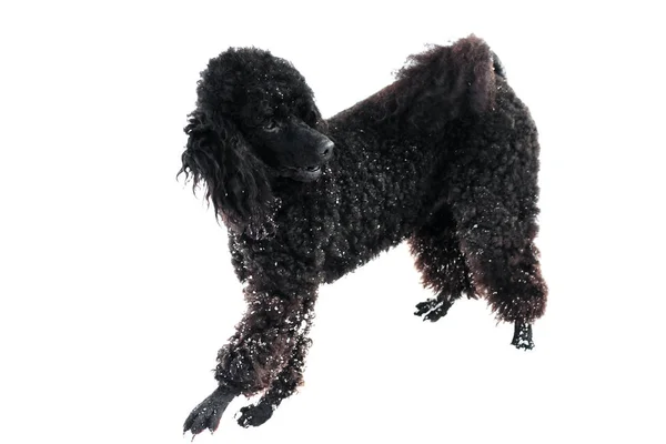 Siyah fino köpeği karda — Stok fotoğraf