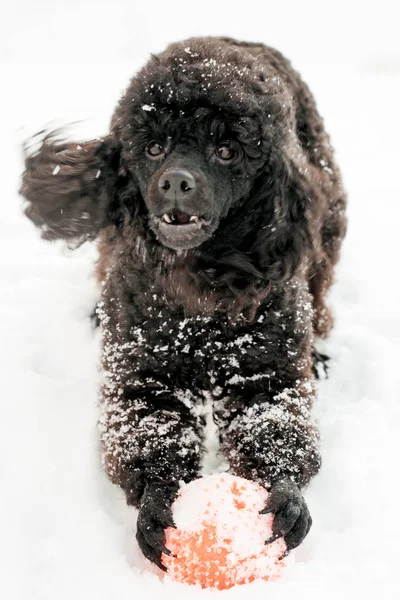 Svart pudel i snö med röd boll — Stockfoto