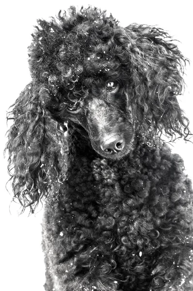 Poodle preto na neve — Fotografia de Stock