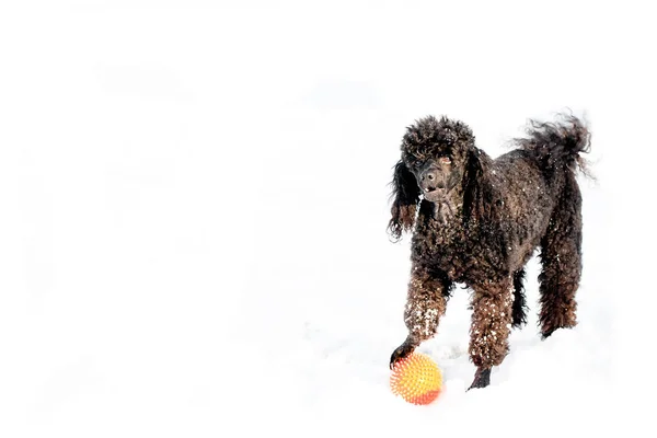 赤いボールと雪の中で黒プードル — ストック写真
