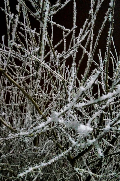 Ramos de árvores na neve — Fotografia de Stock