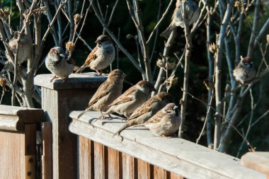 serçeler çit oturmak