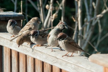 serçeler çit oturmak