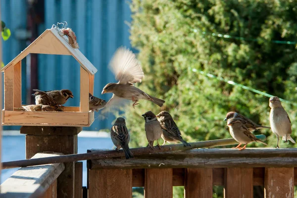 Feeder and many sparrows — Stock Photo, Image