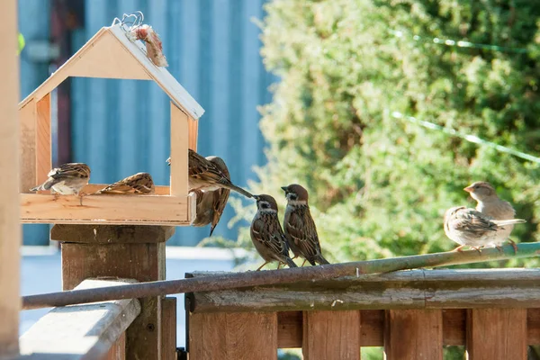 Feeder and many sparrows — Stock Photo, Image