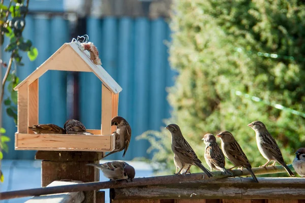 Feeder and many sparrows — Stock Photo, Image