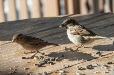 tahıl gagalamayı serçeler