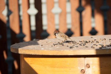 sparrows pecking grain clipart