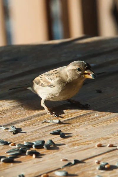 Sparrow klovne obilí — Stock fotografie