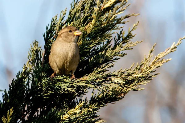 Moineau assis sur un genévrier — Photo