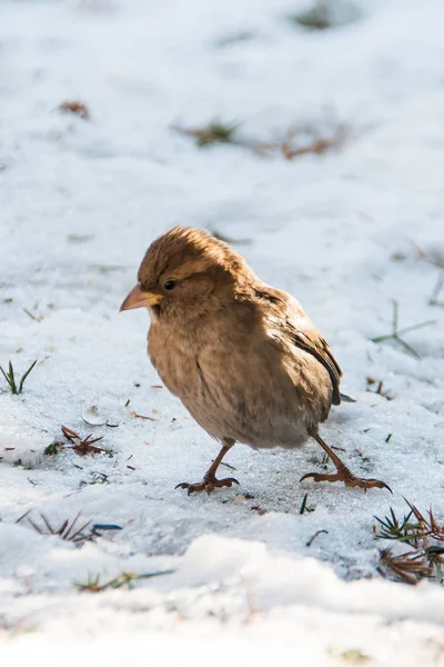 Sparrow sedět na sněhu — Stock fotografie