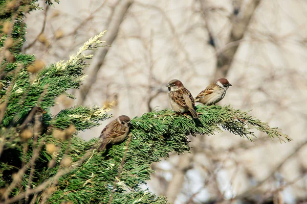 Vrabců sedí na jalovec — Stock fotografie