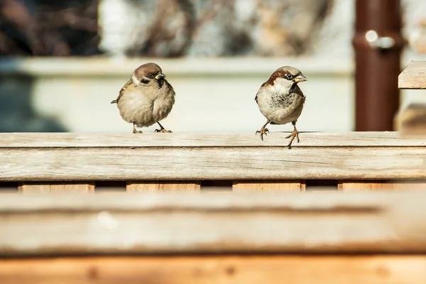 Mussen zitten op het hek — Stockfoto