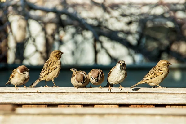 スズメがフェンスの上に座る — ストック写真