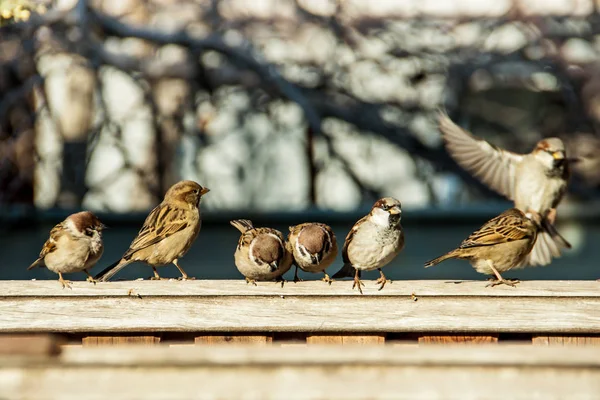 Serçeler çit oturmak — Stok fotoğraf