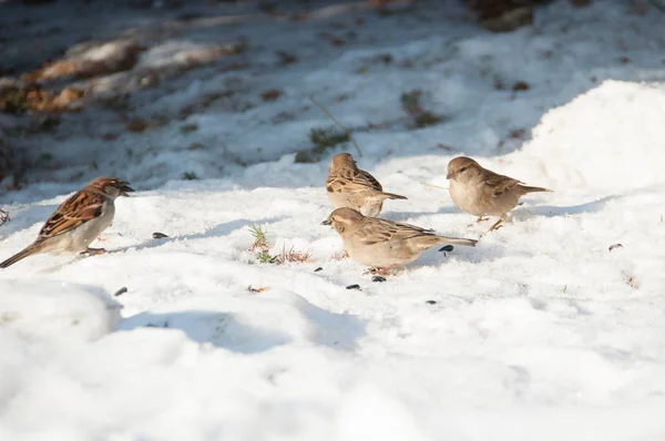 Vrabci na sněhu — Stock fotografie