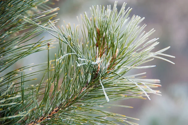 Spruce branches in the snow — Stock Photo, Image